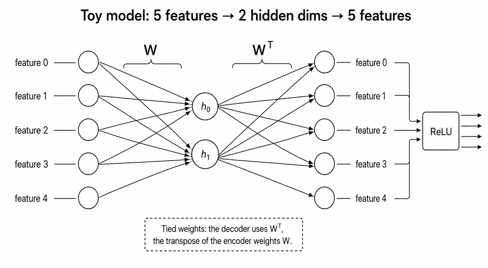 Toy model architecture: 5 input feature nodes on the left, fully connected via W to 2 hidden nodes h0 and h1 in the middle (the bottleneck), then fully connected via W transpose to 5 output feature nodes on the right, with a ReLU applied at the end. Note: the decoder uses the transpose of the encoder weights - tied weights.